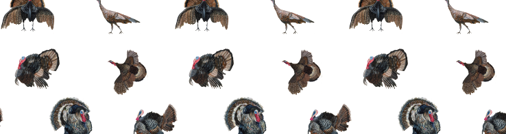 Turkey Trot Collection